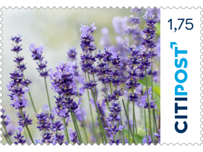 Markenheft Großbrief "Lavendel" 1,75 €