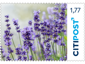 Markenheft Großbrief "Lavendel" 1,77 €